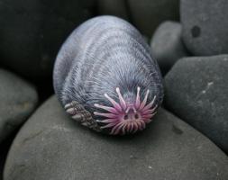 artwork by Marianne Vick